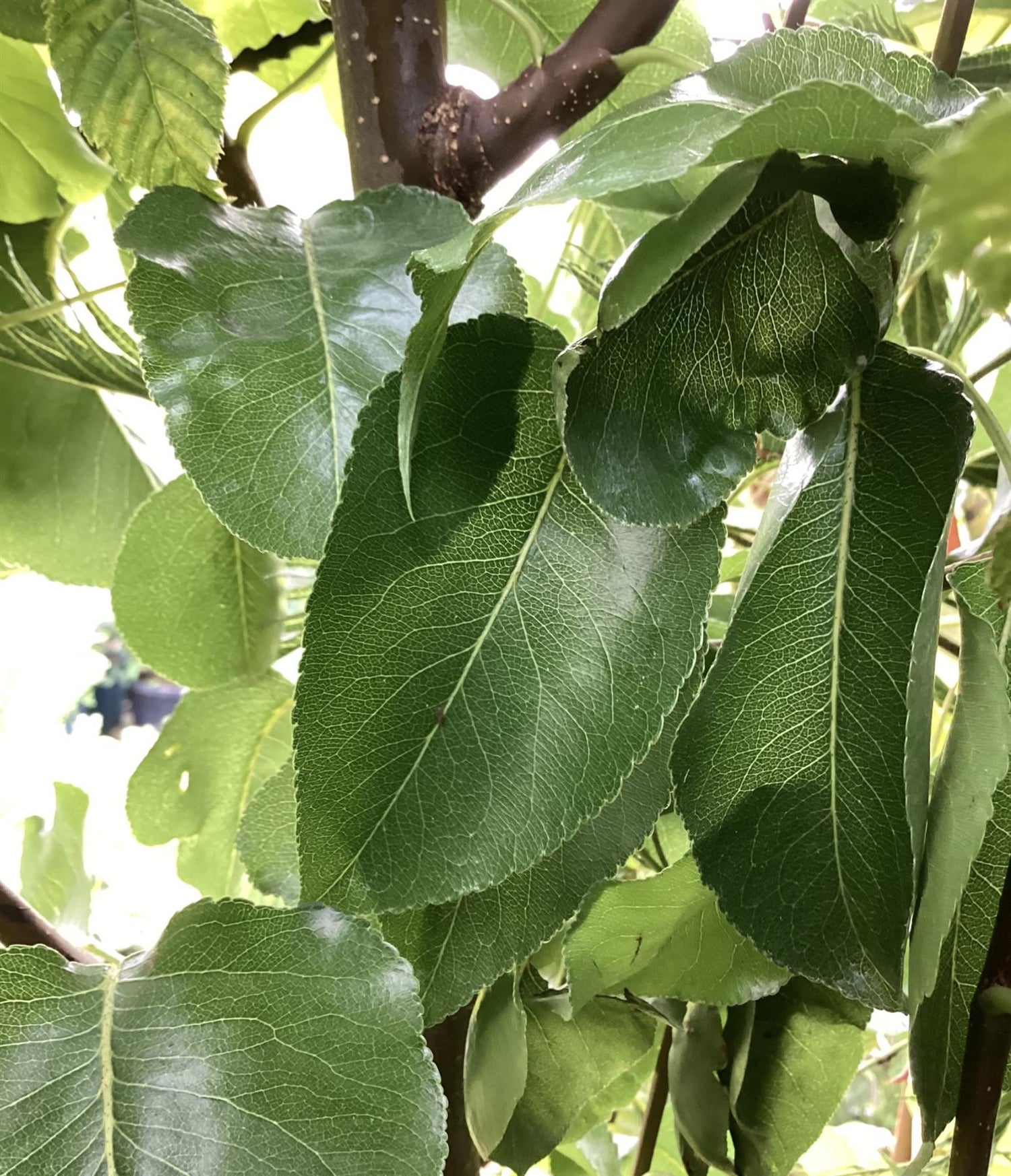 Pear - Pyrus calleryana 'Chanticleer' - 300-310cm, 35lt