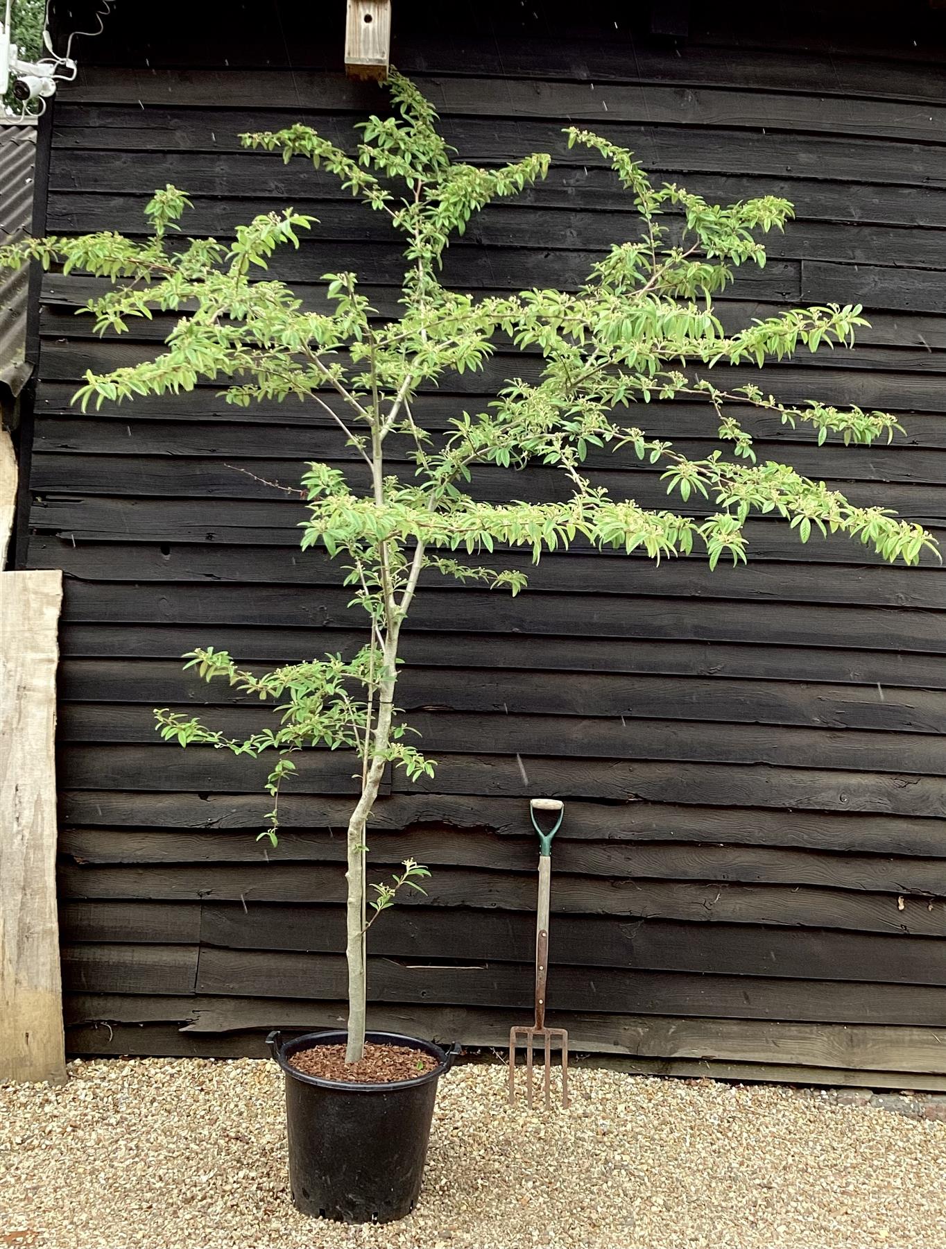 Cotoneaster Frigidus 'Cornubia' - 45lt