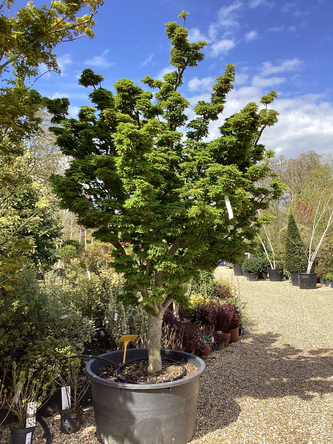 Acer palmatum 'Crispifolium' - Unique (Shishi Gashira Maple) - 200-250cm, 285lt