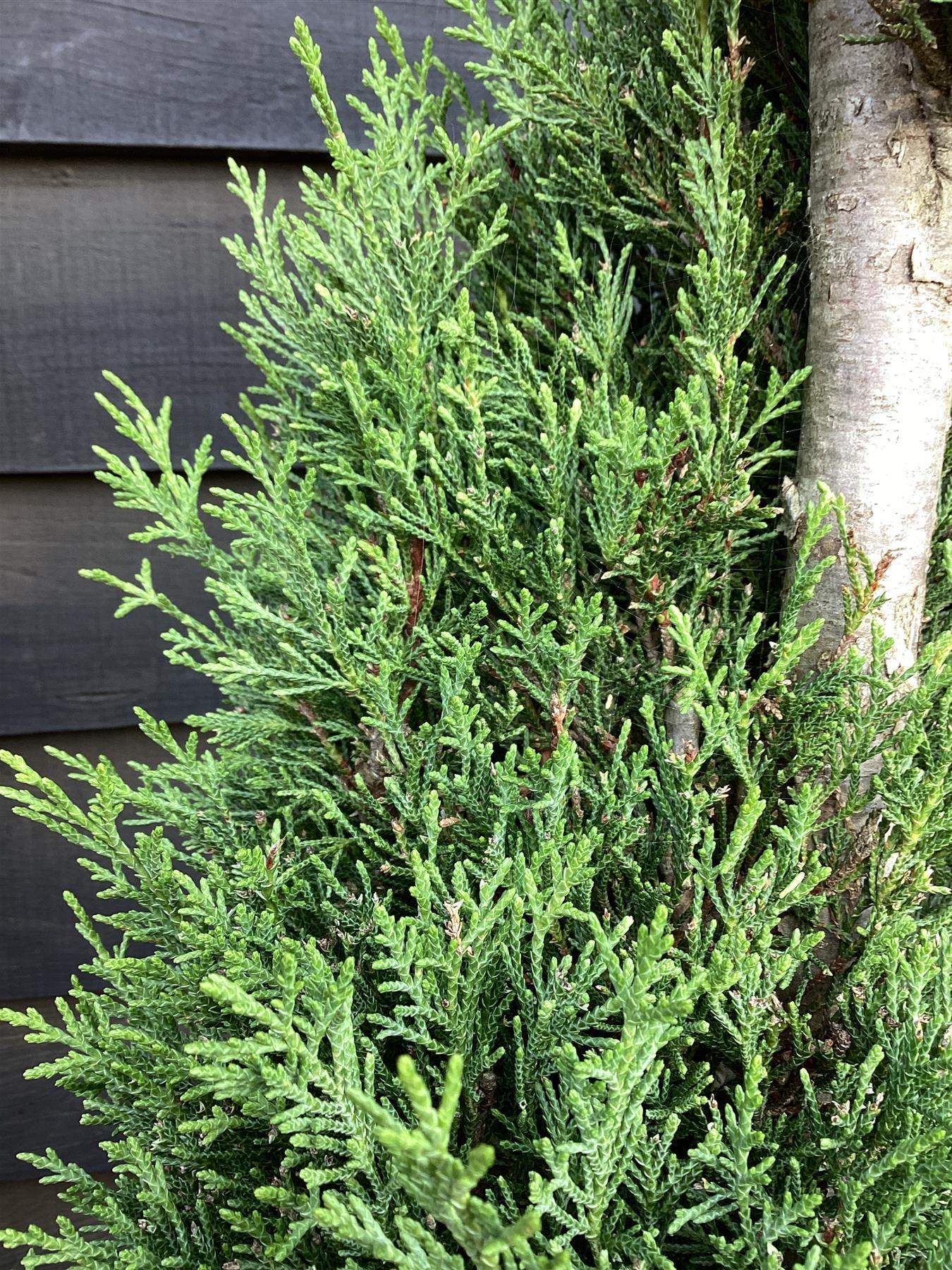 Cupressus sempervirens 'Pyramidalis' | Columnar Italian Cypress - Spiral - 250-260cm, 35lt