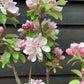 Apple tree 'Sunset' | Malus domestica - M106 - Semi-Dwarfing - 160-180cm - 12lt