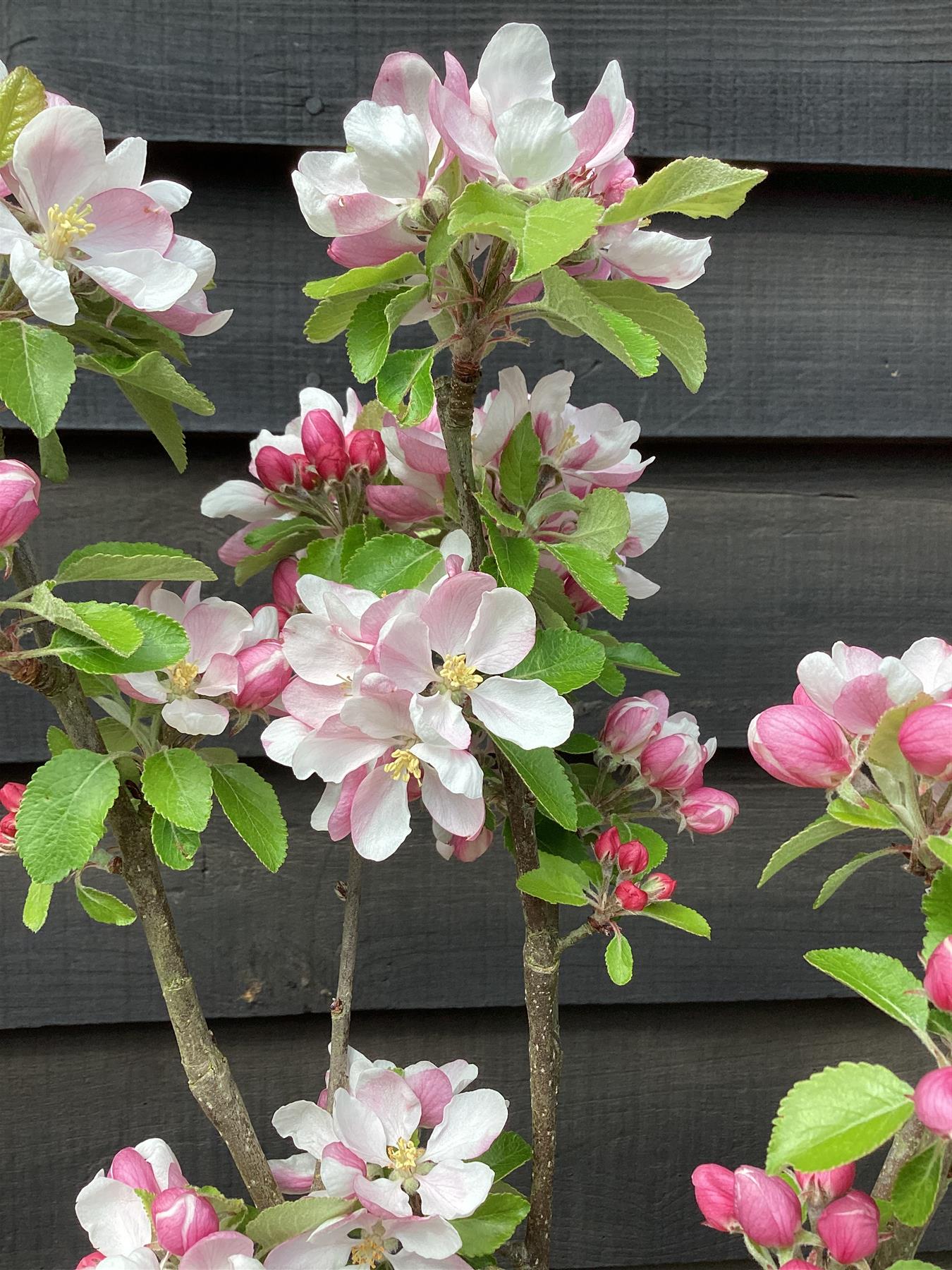 Apple tree 'Sunset' | Malus domestica - M106 - Semi-Dwarfing - 160-180cm - 12lt