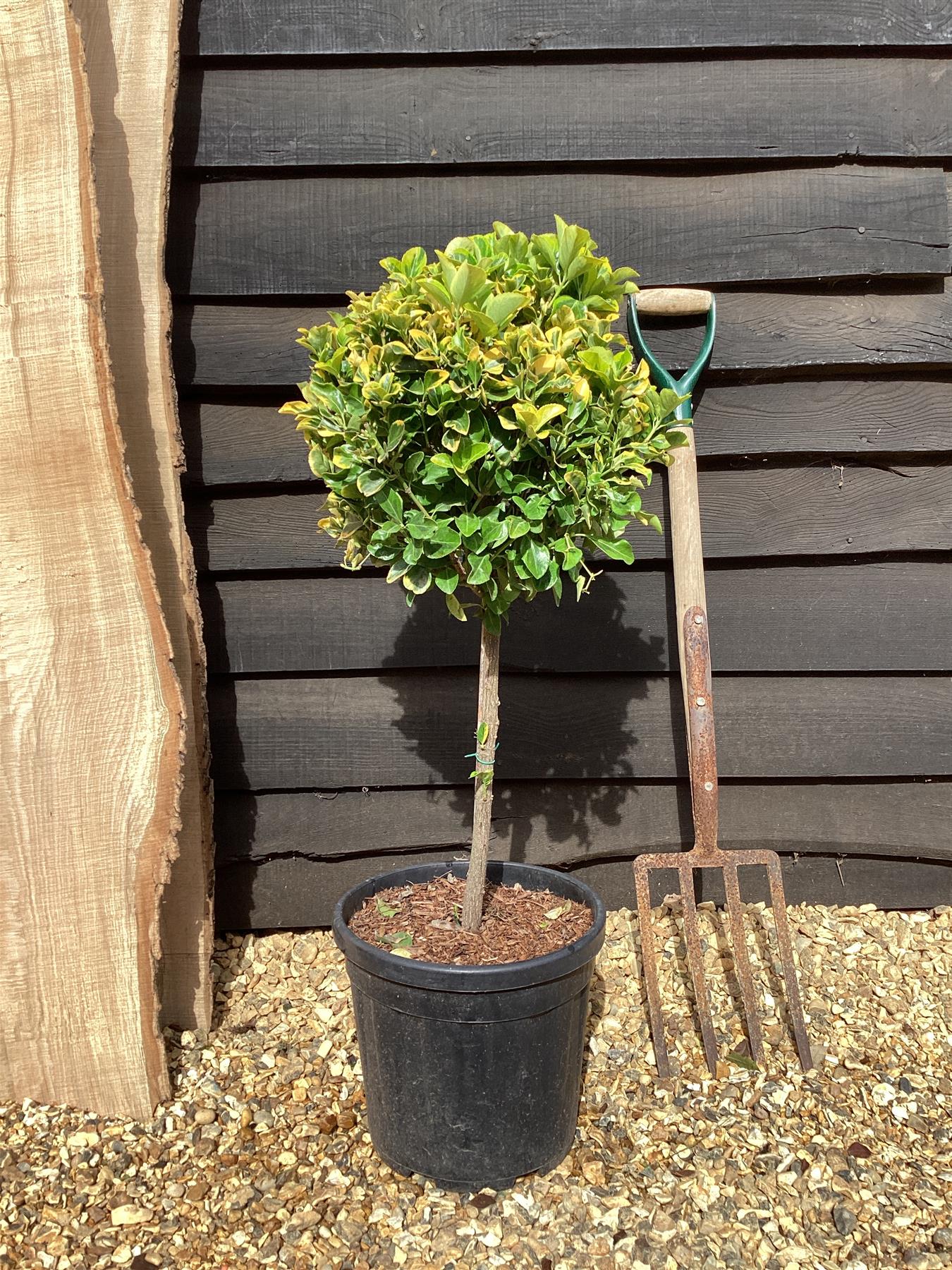 Euonymus japonicus 'Aureomarginatus' | Japanese spindle 'Albomarginatus' - 1/4 Std Clear Stem - 100cm, 15lt