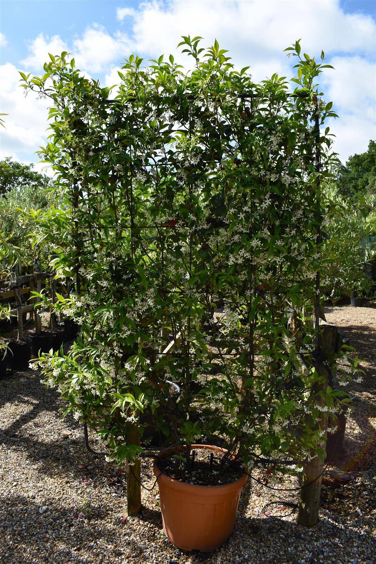 Trachelospermum jasminoides - Frame - 120 x 170cm, 65lt