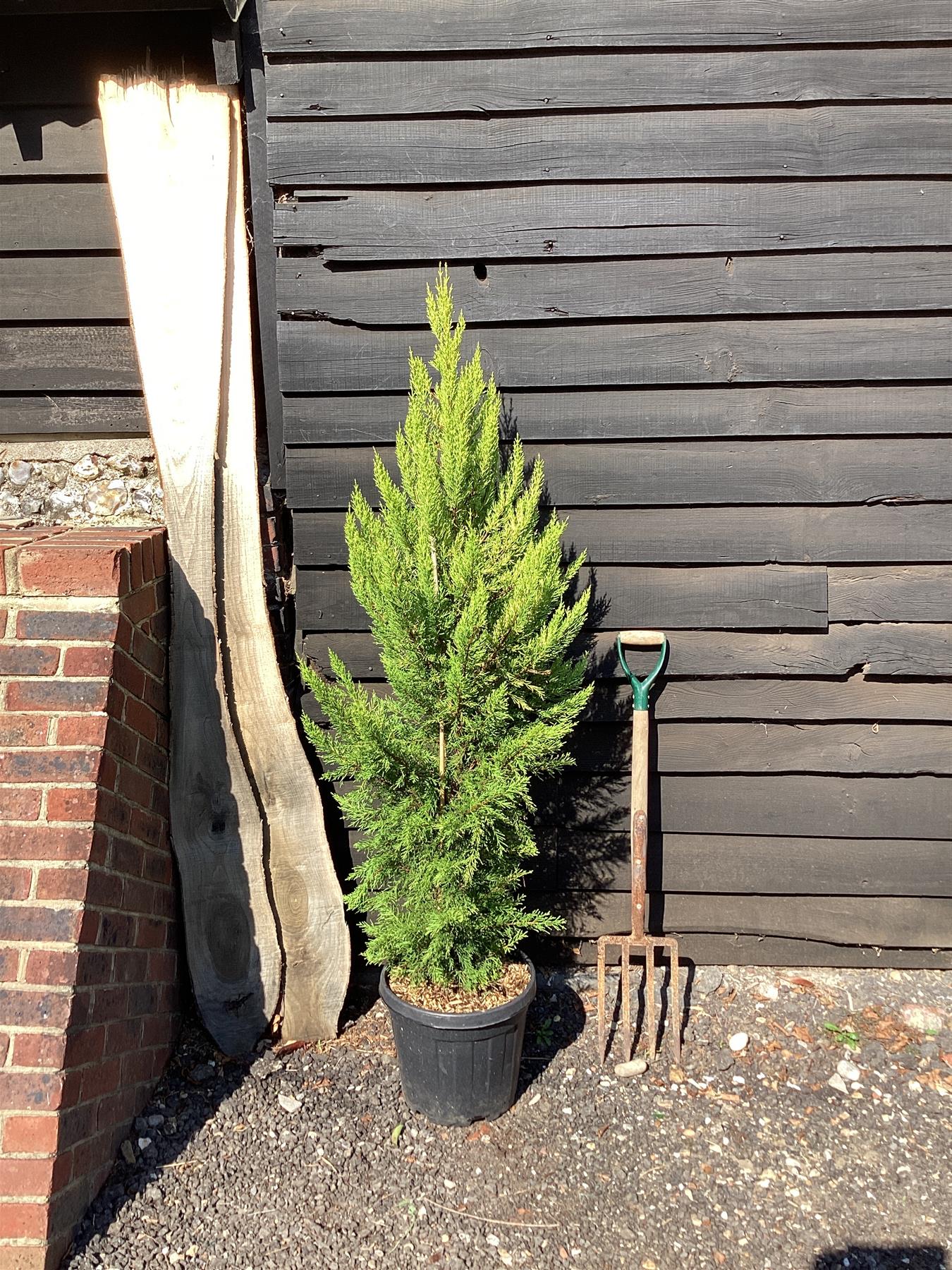 Cupressus macrocarpa 'Goldcrest' | Monterey cypress - Pyramid - 180-190cm, 20lt