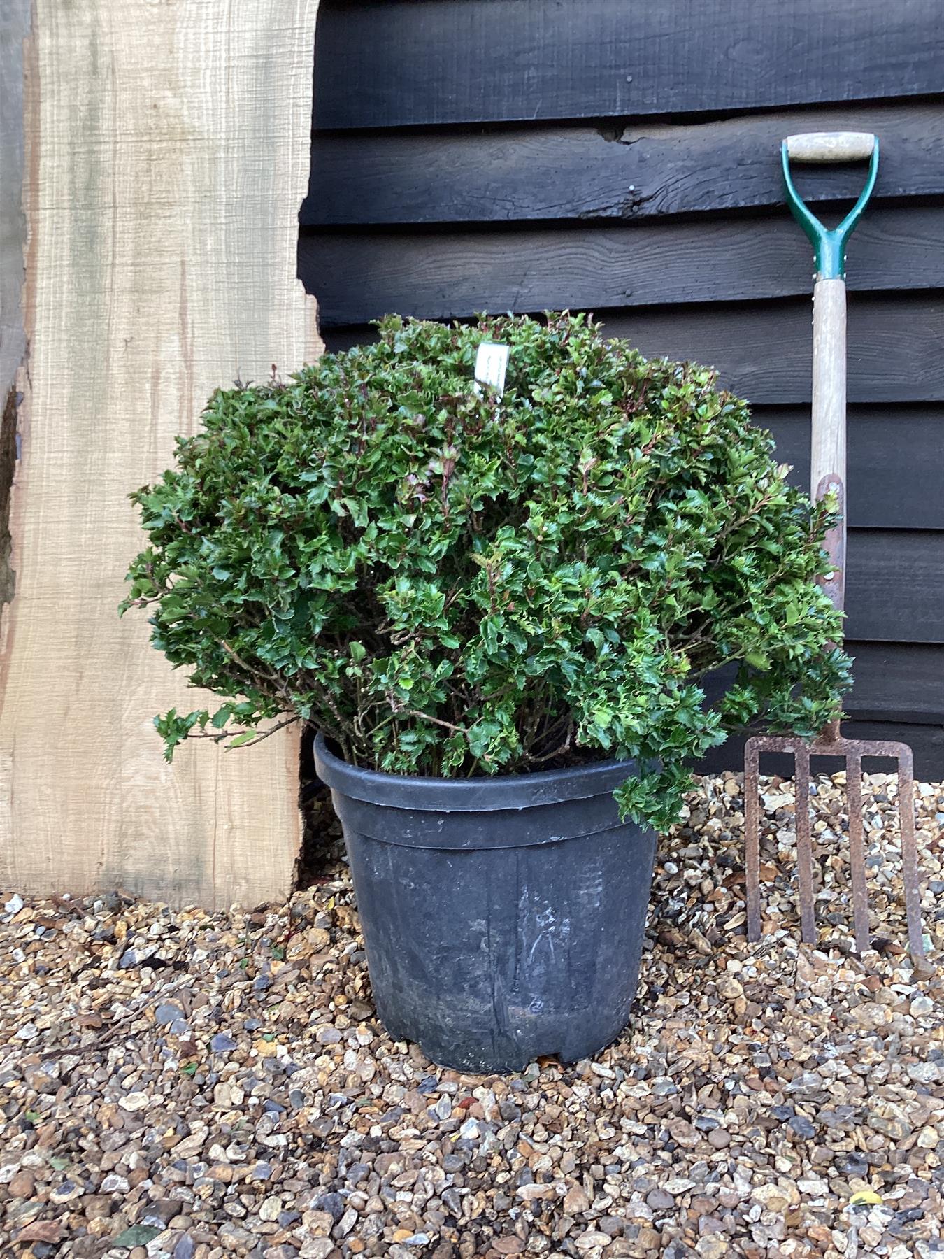 Ilex Little Rascal Holly - Ball - 70cm, 25lt