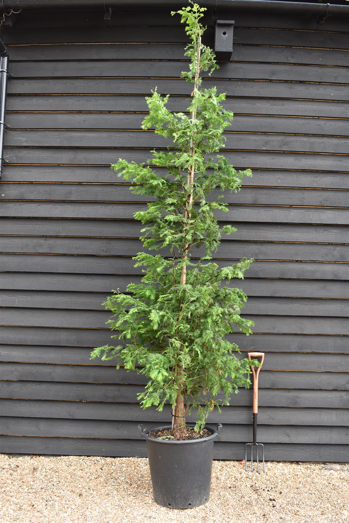 Metasequoia glyptostroboides | Dawn Redwood - Girth 10-12cm - Height 320-340cm - 70lt