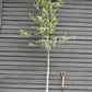 Sessile Oak | Quercus petraea - Height 350-370cm - Girth 14-16cm -30lt