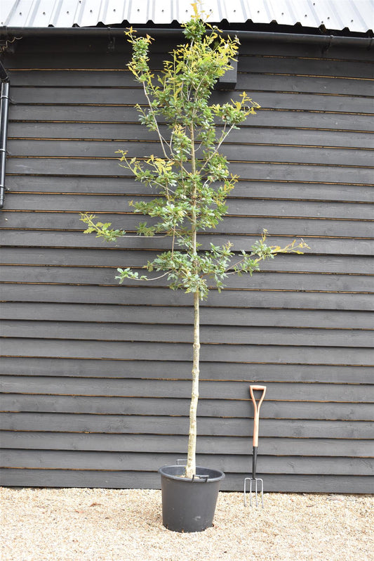 Sessile Oak | Quercus petraea - Height 350-370cm - Girth 14-16cm -30lt