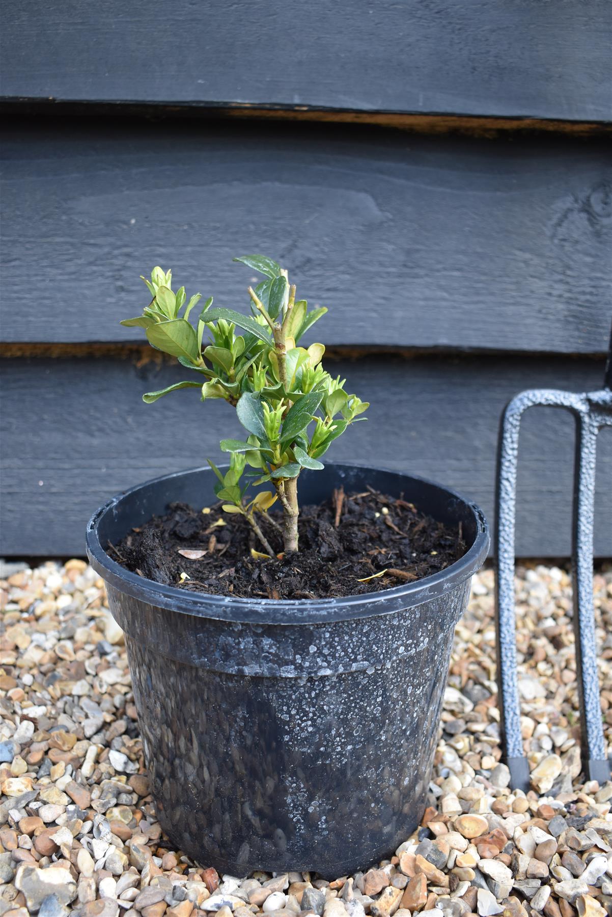 Gardenia jasminoides 'Kleim's Hardy' - 3lt