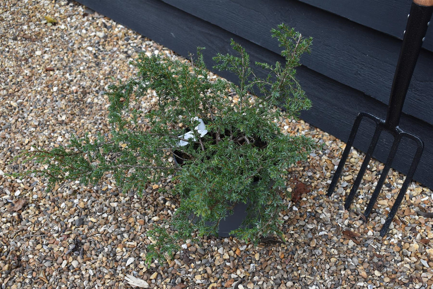 Juniperus communis 'Repanda' - Width 60-70cm - Height 20-25cm - 5lt