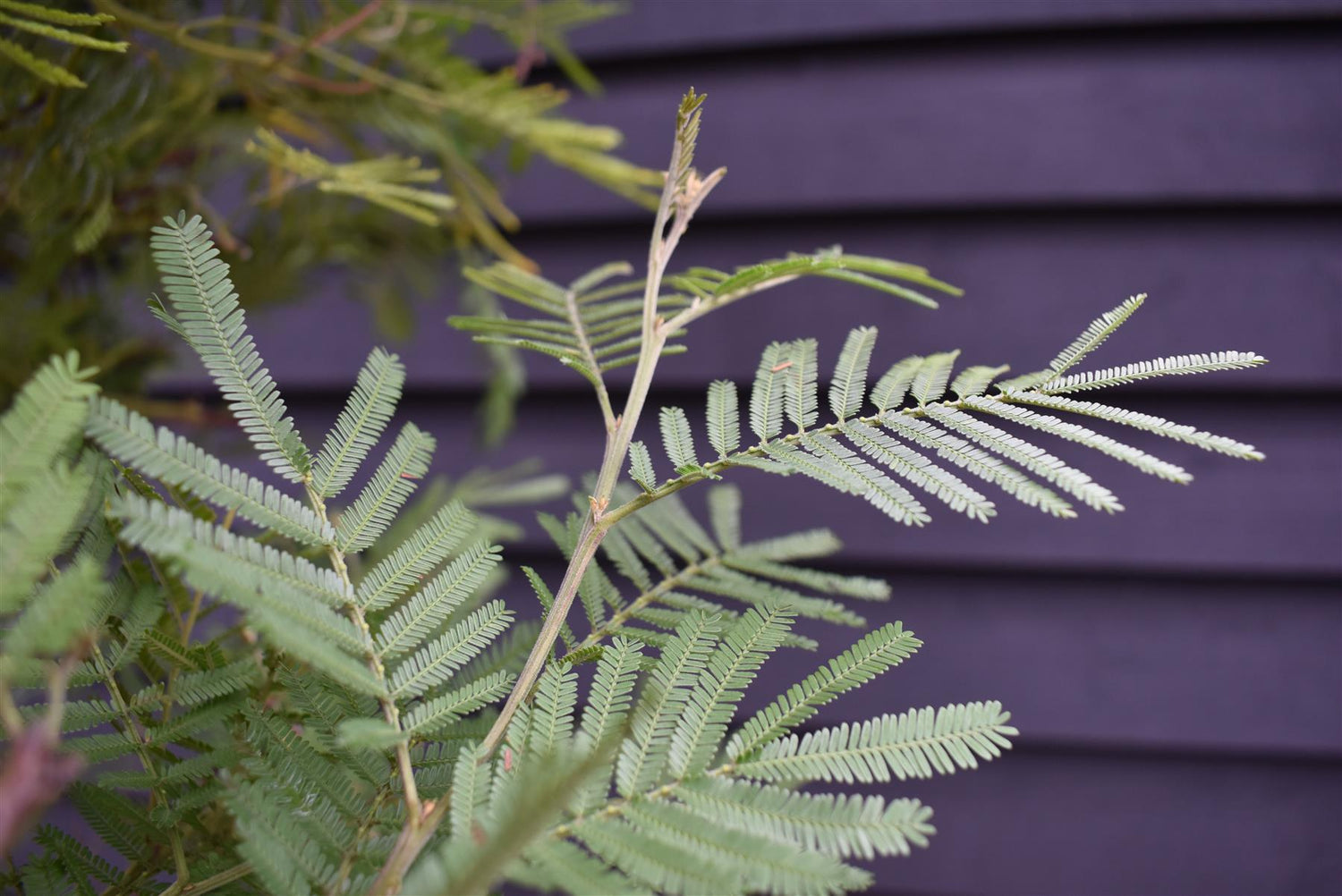 Mimosa Tree | Acacia dealbata -  Girth 14-16cm - 320-350cm - 130lt