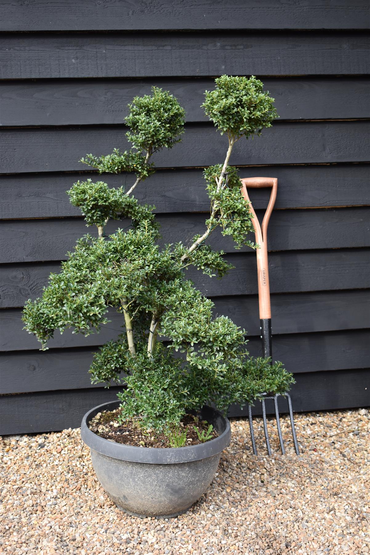 Ilex crenata 'Kinme' | Japanese Holly 'Kinme' - Bowl - 45lt