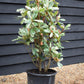 Photinia serratifolia - Pink Crispy - Bush - Shrub - Hedging - Height 110-120cm - 30lt