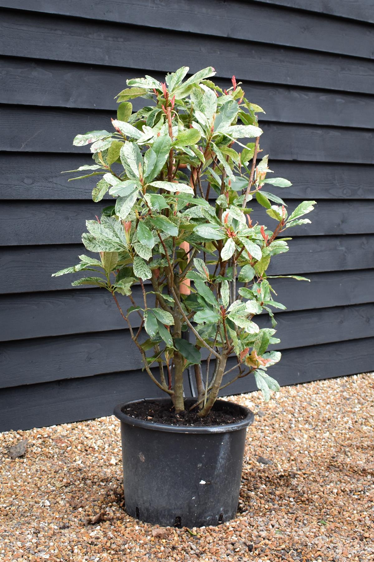 Photinia serratifolia - Pink Crispy - Bush - Shrub - Hedging - Height 110-120cm - 30lt