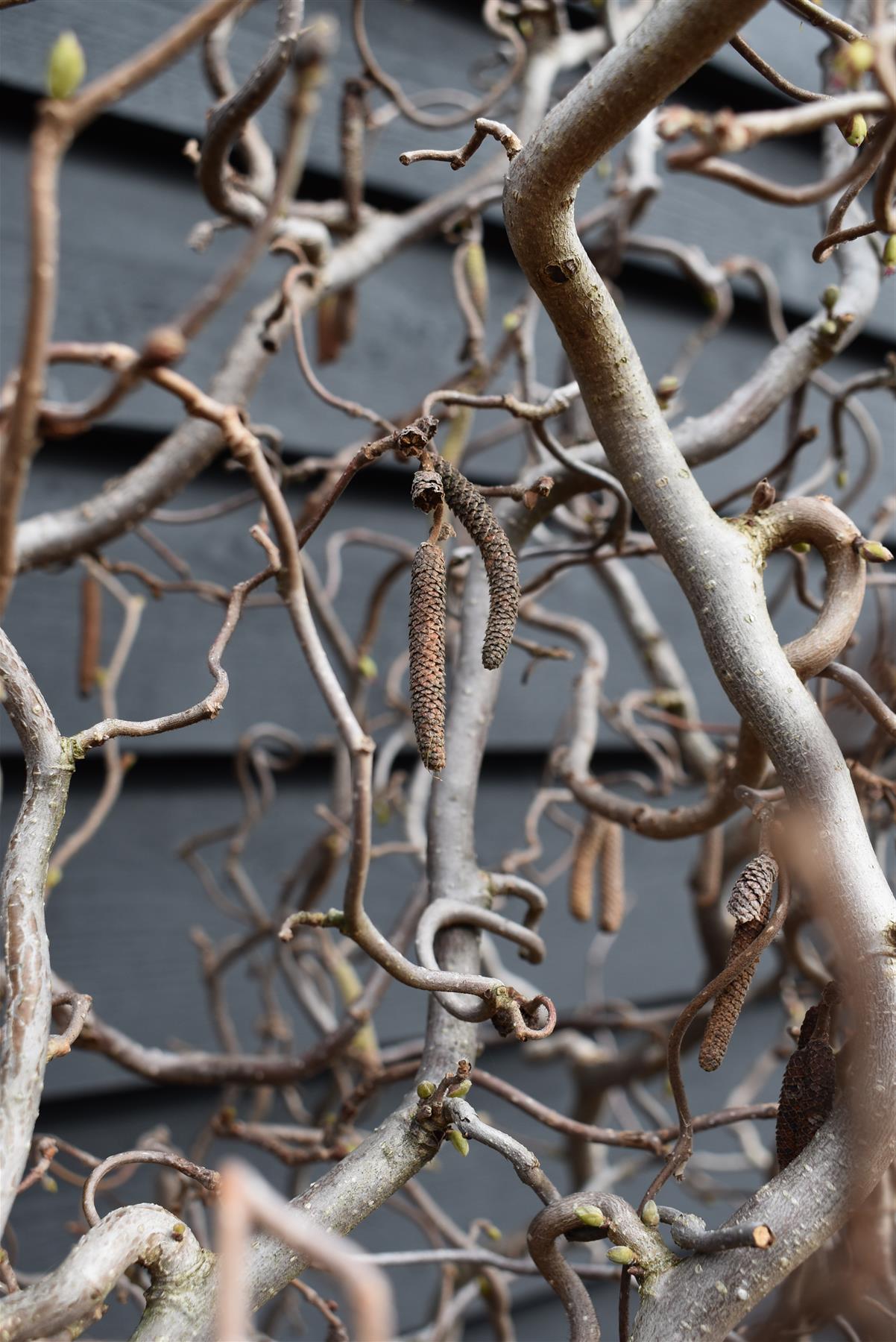 Corylus avellana 'Contorta' | Corkscrew Hazel - Height 160-170cm - 45lt