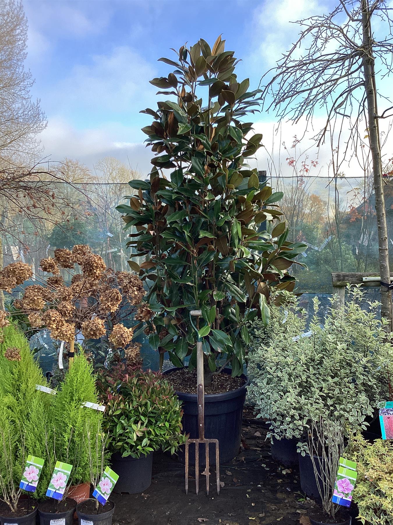 Magnolia grandiflora | Evergreen Magnolia - 300-310cm, 110lt