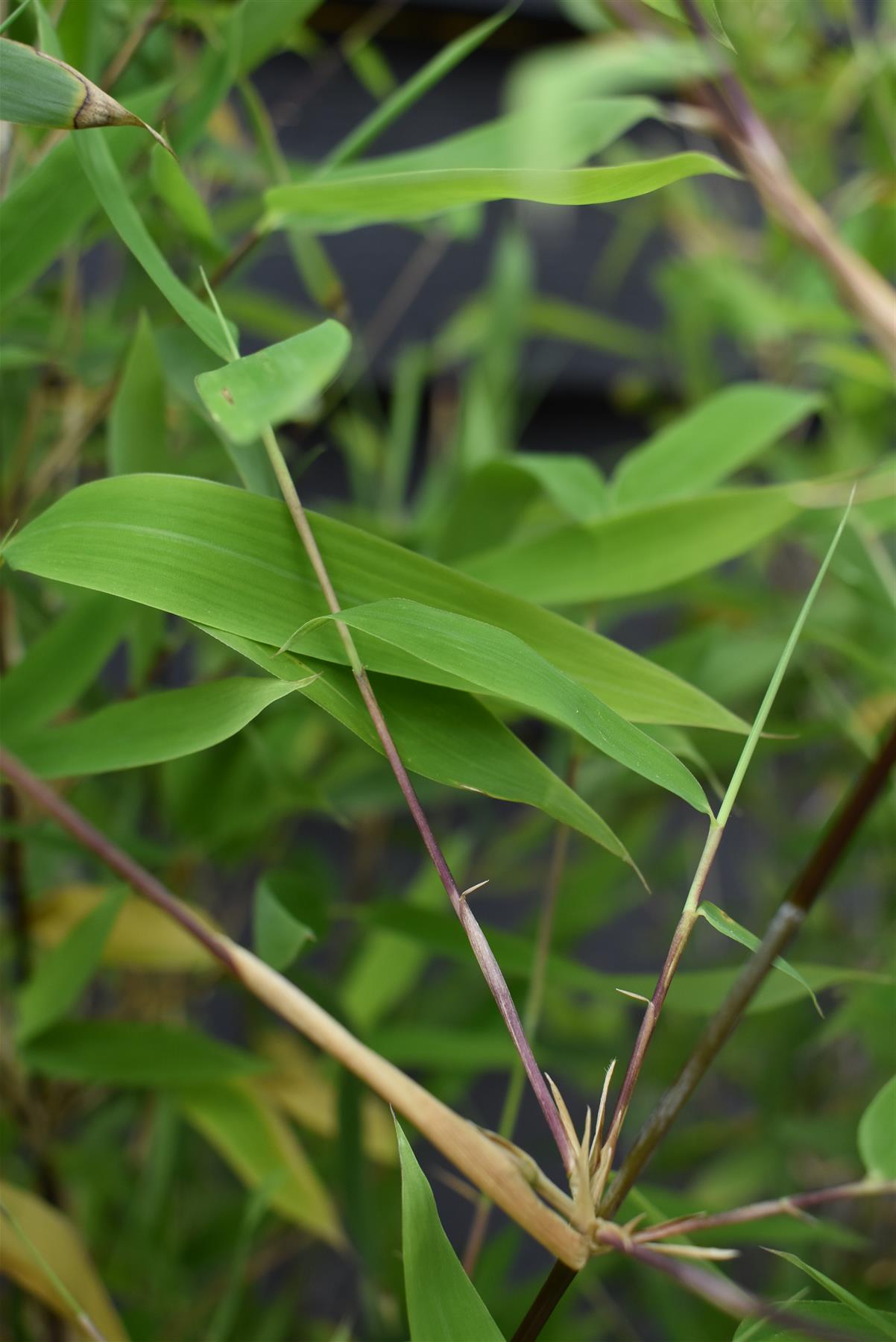 Fargesia nitida 'Winter Joy'| Chinese fountain bamboo 'Winter Joy' - 140-160cm - 10lt