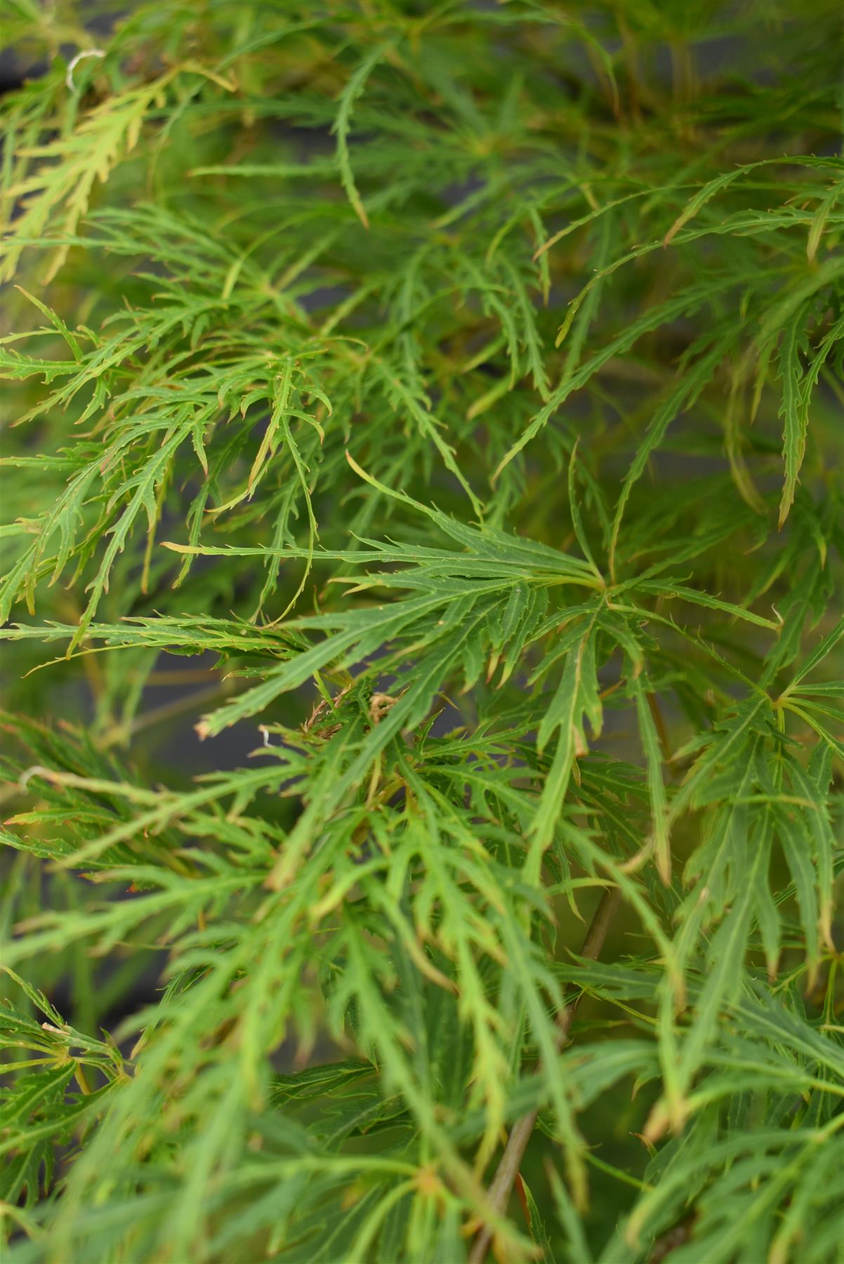 Acer palmatum dissectum | laceleaf Japanese maple - Clear Stem 100cm - Height 140-160cm - 110lt