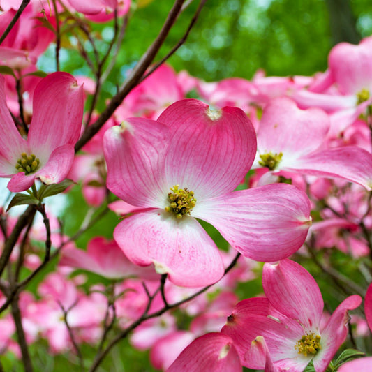 Cornus Florida Rubra | Dogwood - Height 150-170cm - 25lt