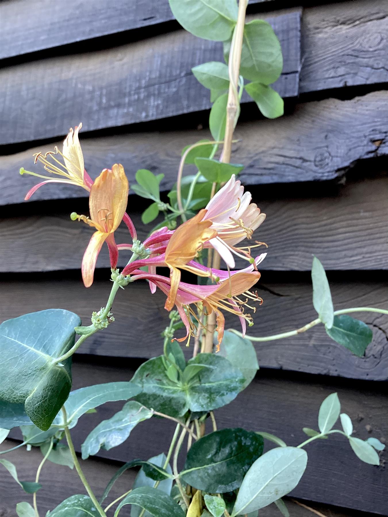 Lonicera x heckrottii 'Gold Flame' | Gold Flame Honeysuckle - 50-60cm - 3lt