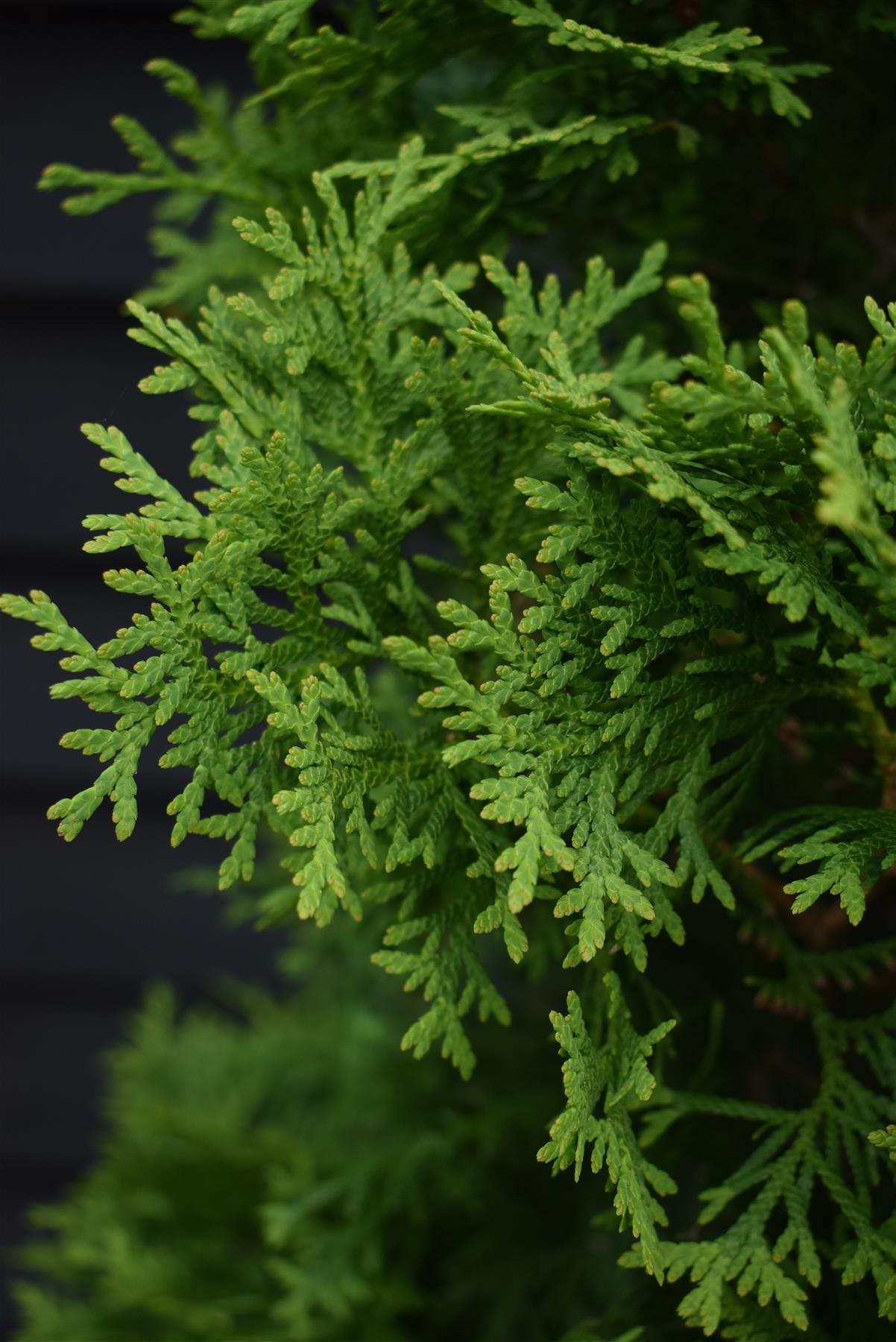 Thuja orientalis 'Pyramidalis' Compacta - 170-180cm - 35lt