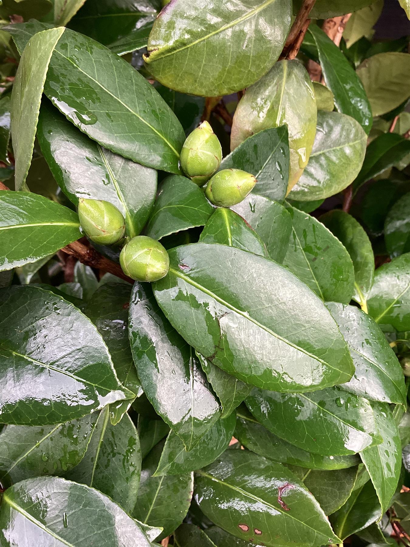 Camellia japonica - Nuccio's Pearl - Bush - Shrub - White-Pink - Bush - Heigh 125-140cm Width 60-80cm - 35lt