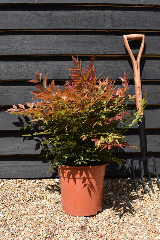 Nandina domestica Obsessed | Heavenly Bamboo - Shrub - Height 50-60cm - Width 50cm - 10lt