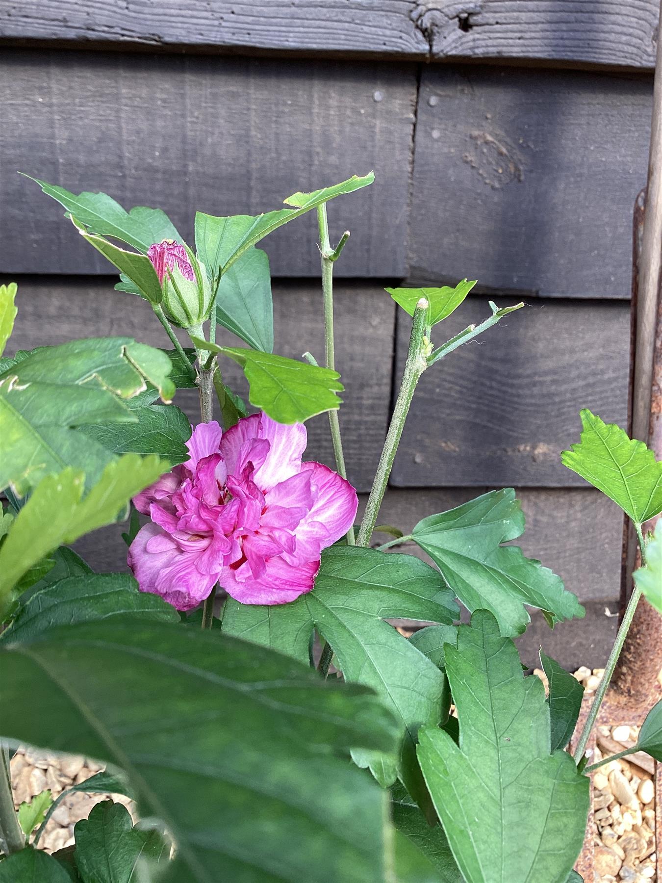 Hibiscus syriacus 'Ardens' | Rose of Sharon 'Ardens' - 50-60cm, 3lt