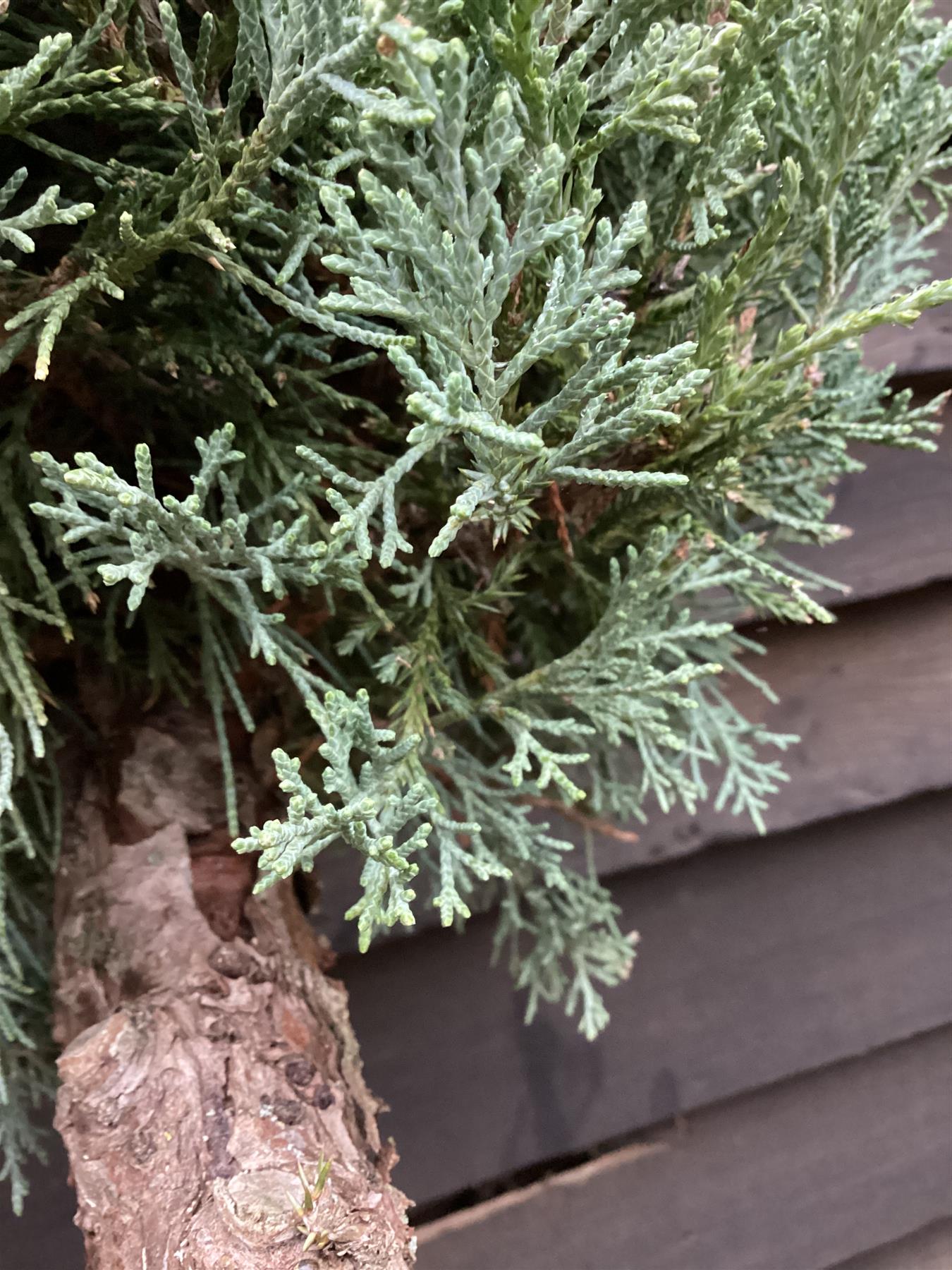 Juniperus chinensis 'Glauca' - Bonsai - Height 120cm - Width 150cm - 55lt