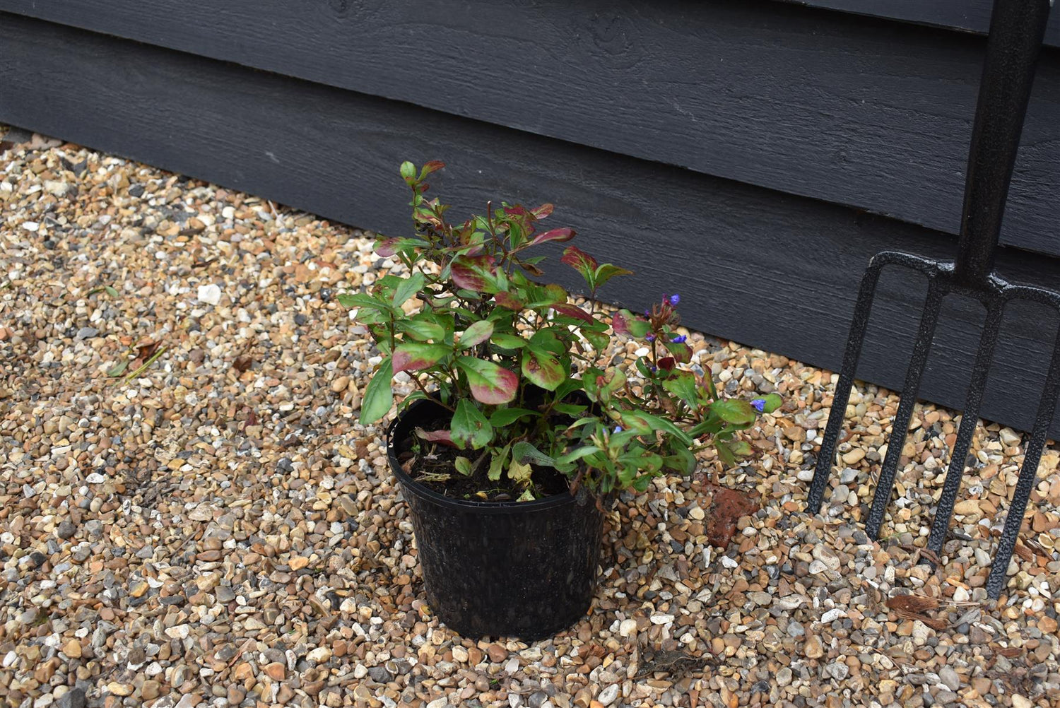 Hardy Blue-Flowered Leadwort | Ceratostigma plumbaginoides - Height Width 15-25cm - 2lt