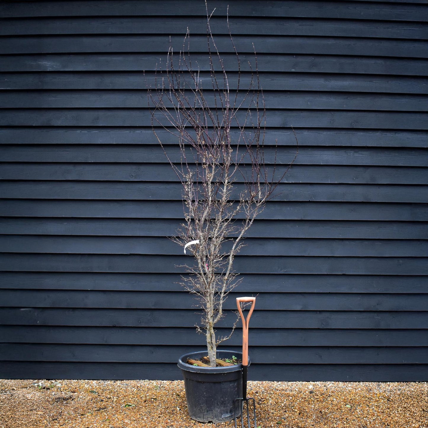 Acer palmatum 'Koto No Ito' | Japanese HarpStrings maple - Height 220-230cm - 80lt