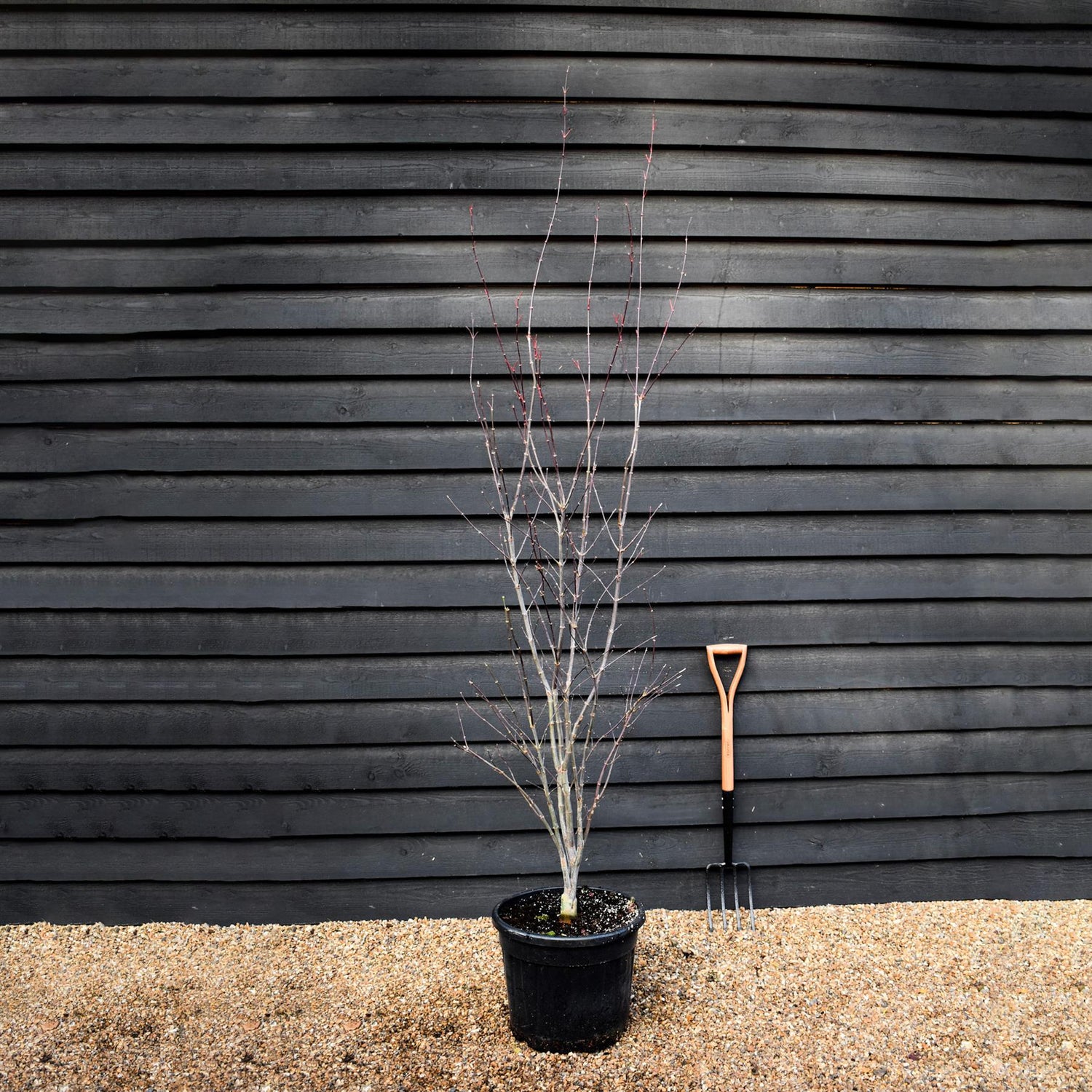 Acer palmatum 'Red Emperor' | Japanese Maple - Bushy - Height 180-200cm - 35lt