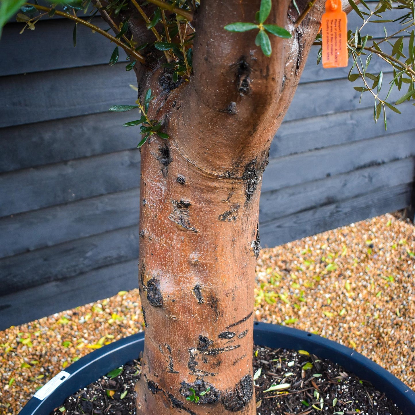 Olive Tree | Olea Europea - Specimen  - Forking branches - Height 250 -300 cm - 280lt