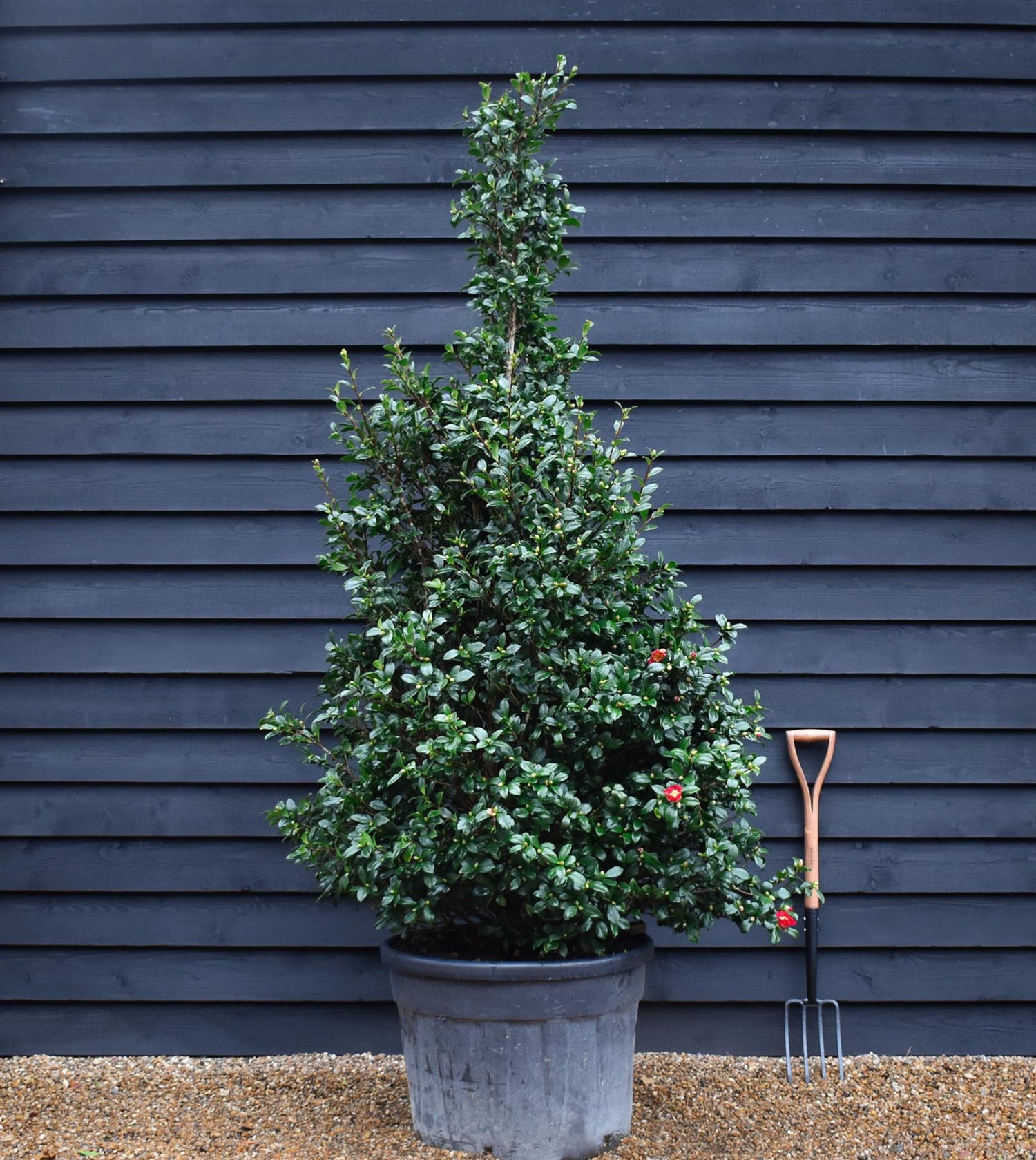 Camellia sasanqua - Bush - Large Shrub - Height 210-220cm - 110lt