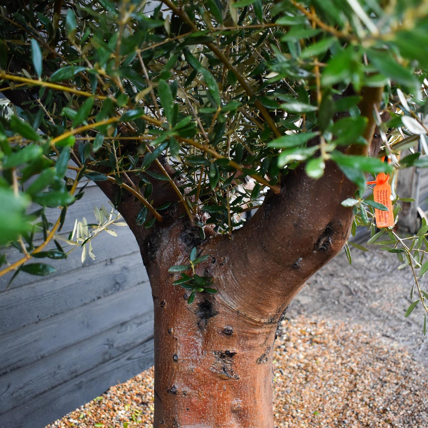 Olive Tree | Olea Europea - Specimen  - Forking branches - Height 250 -300 cm - 280lt