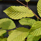 European Hornbeam | Carpinus betulus - Height 200-220cm, 20lt