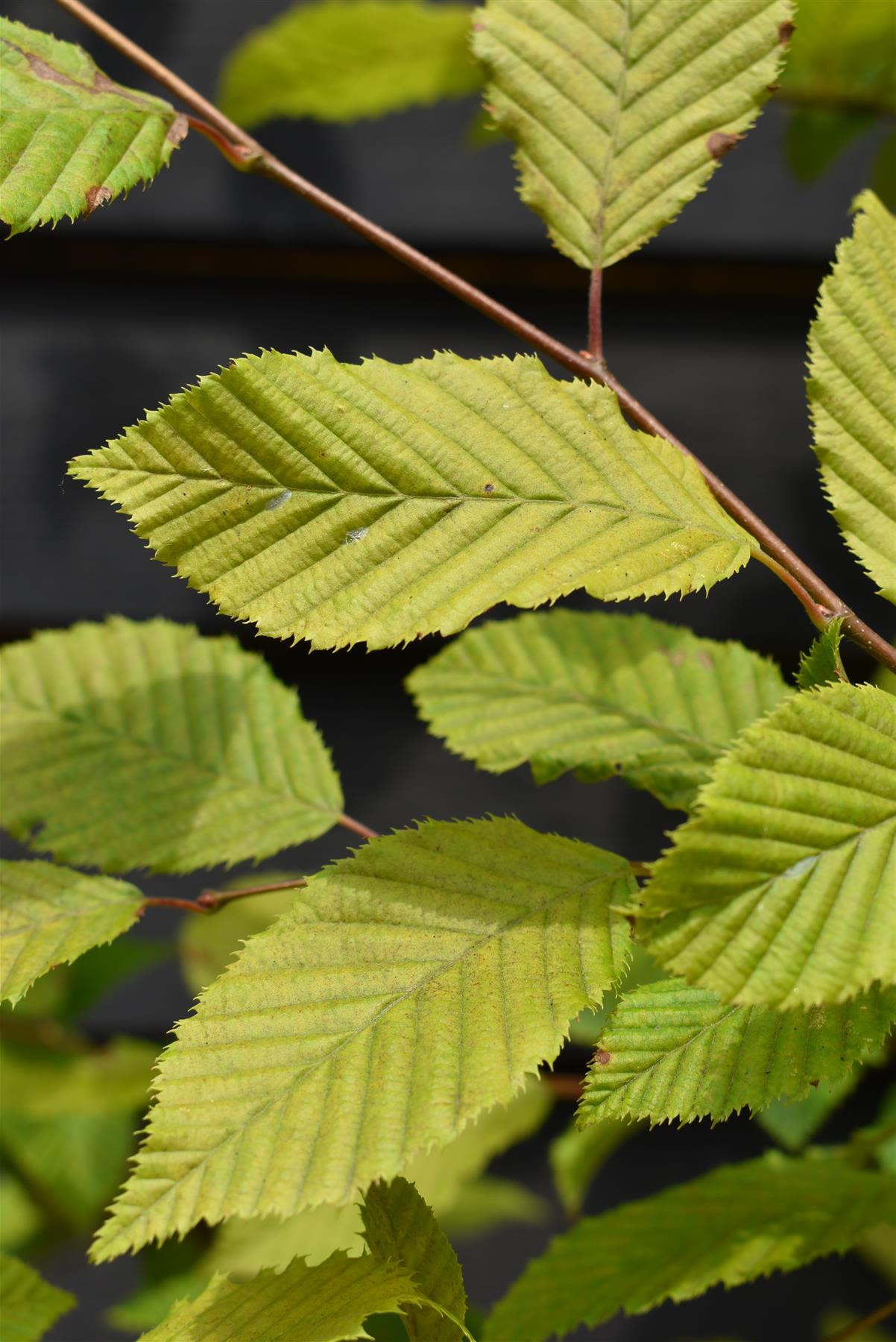 European Hornbeam | Carpinus betulus - Height 200-220cm, 20lt