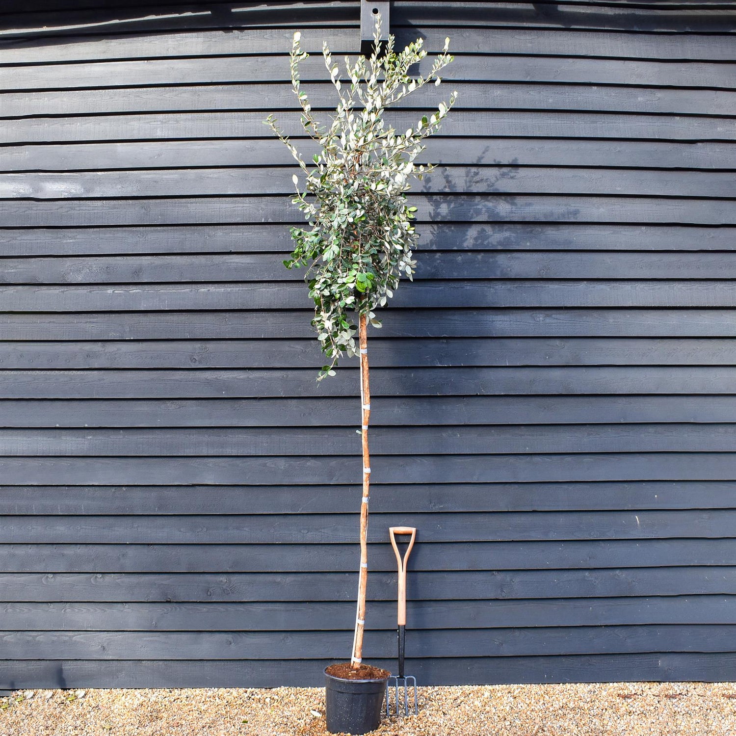 Feijoa (acca) sellowiana | Pineapple guava - Standard - Clear Stem 180cm - Height 300-330cm - Girth 12-14cm - 40lt