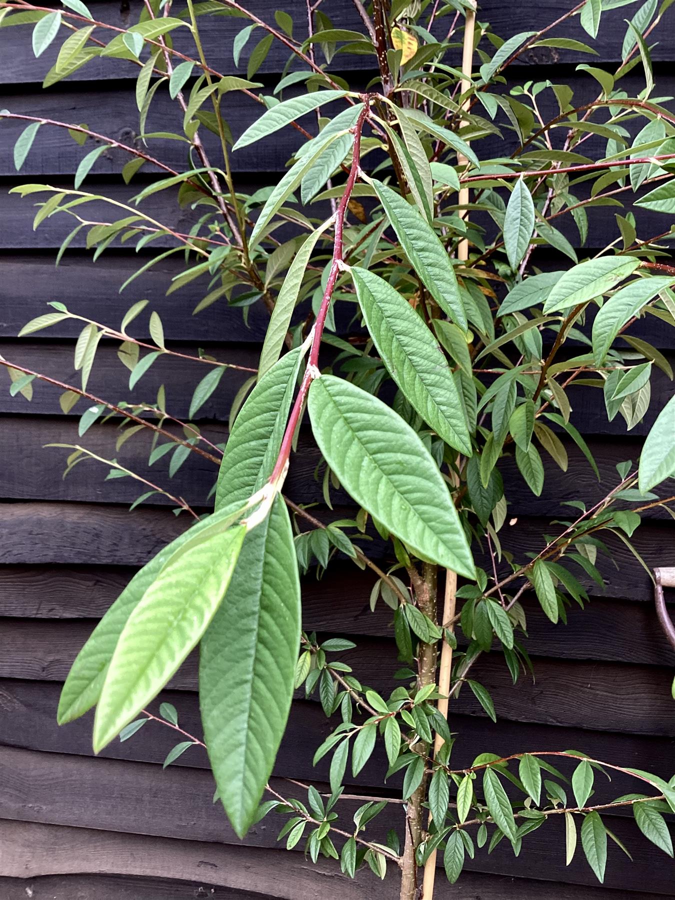 Cotoneaster x watereri - 180-200cm - 10lt