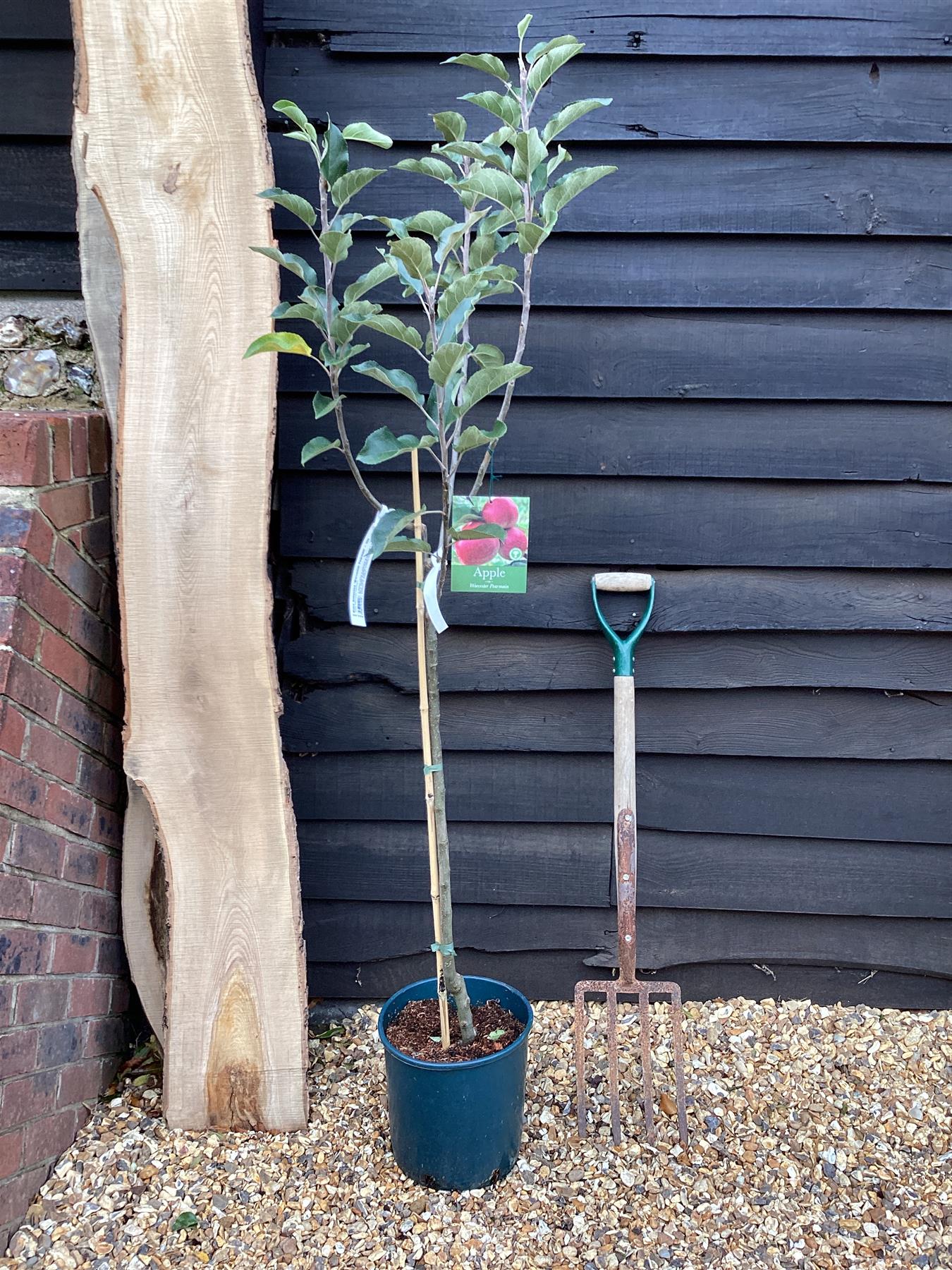 Apple tree 'Worcester Pearmain' | Malus domestica - 150-160cm - 10lt