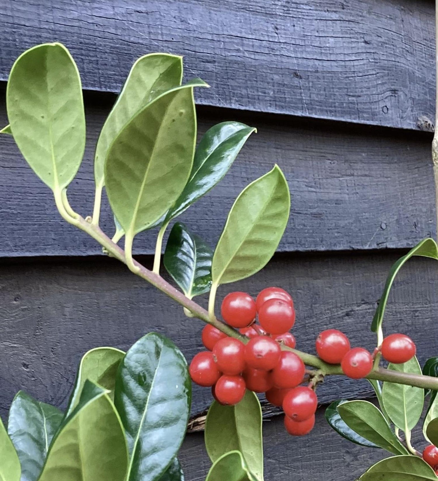 Ilex Aquifolium J.C. Van Tol | Holly 'J.C. van Tol' - 180-190, 20lt