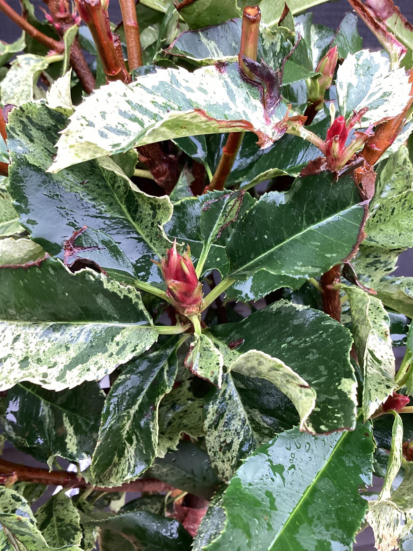 Photinia serratifolia Pink Crispy | Chinese Hawthorn ‘Pink Crispy’ - Half Standard - 170cm