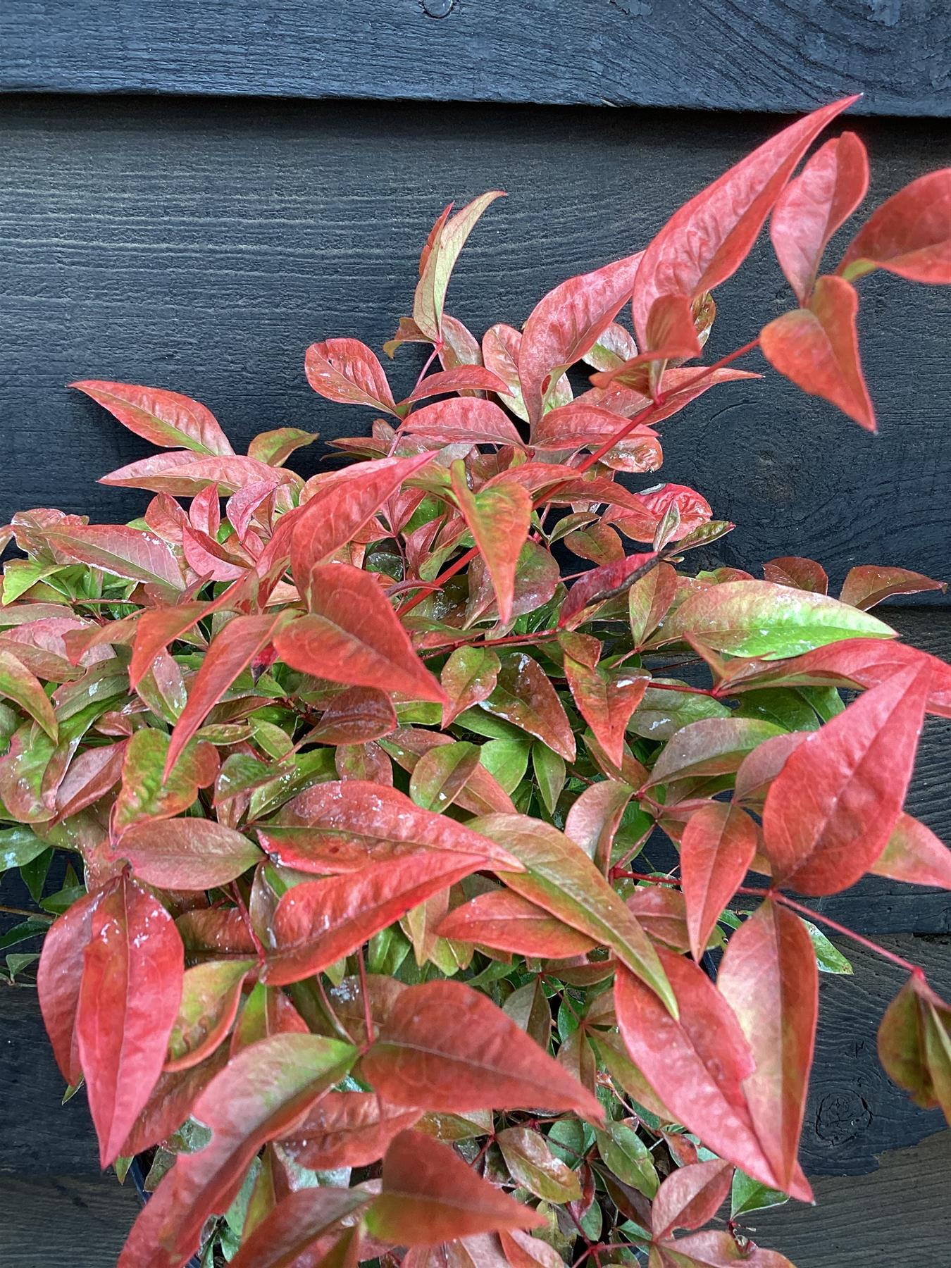 Nandina domestica Obsessed | Heavenly Bamboo 'Seika' - 10-20cm - 3lt