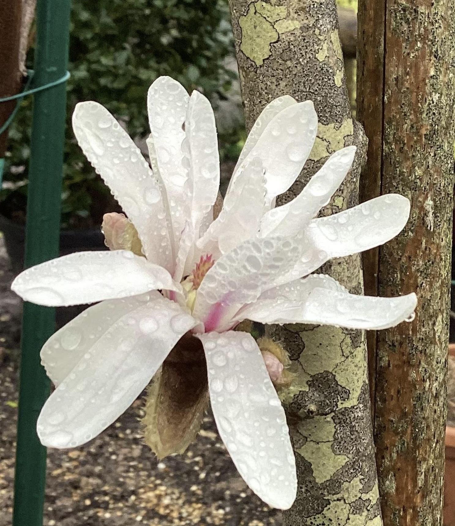 Magnolia Stellata | Star magnolia - Bush - Height 120-130cm - 10lt