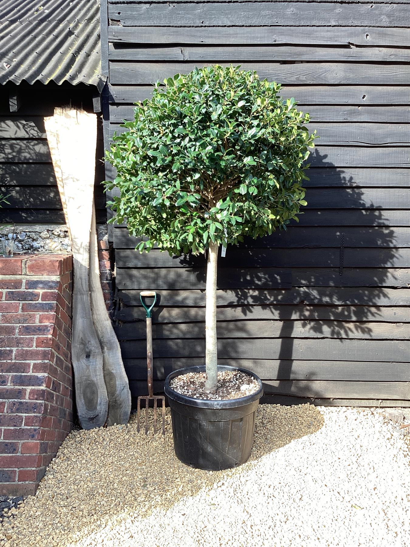 Ilex 'Nellie R. Stevens' | Holly 'Nellie R. Stevens' - Stam A - 250-250cm, 110lt