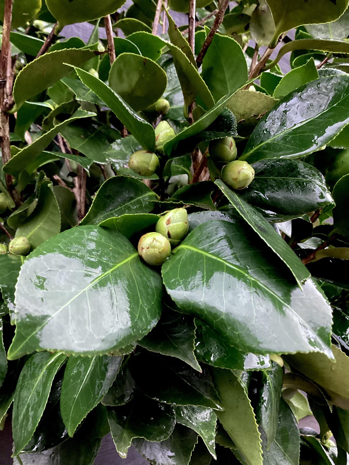 Camellia Japonica - C.M. Hovey - Pink - Single Stem 100cm - Height 180cm - 45lt