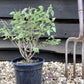 Caryopteris x clandonensis 'Summer Sorbet' | Summer Sorbet 10-20cm - 3lt