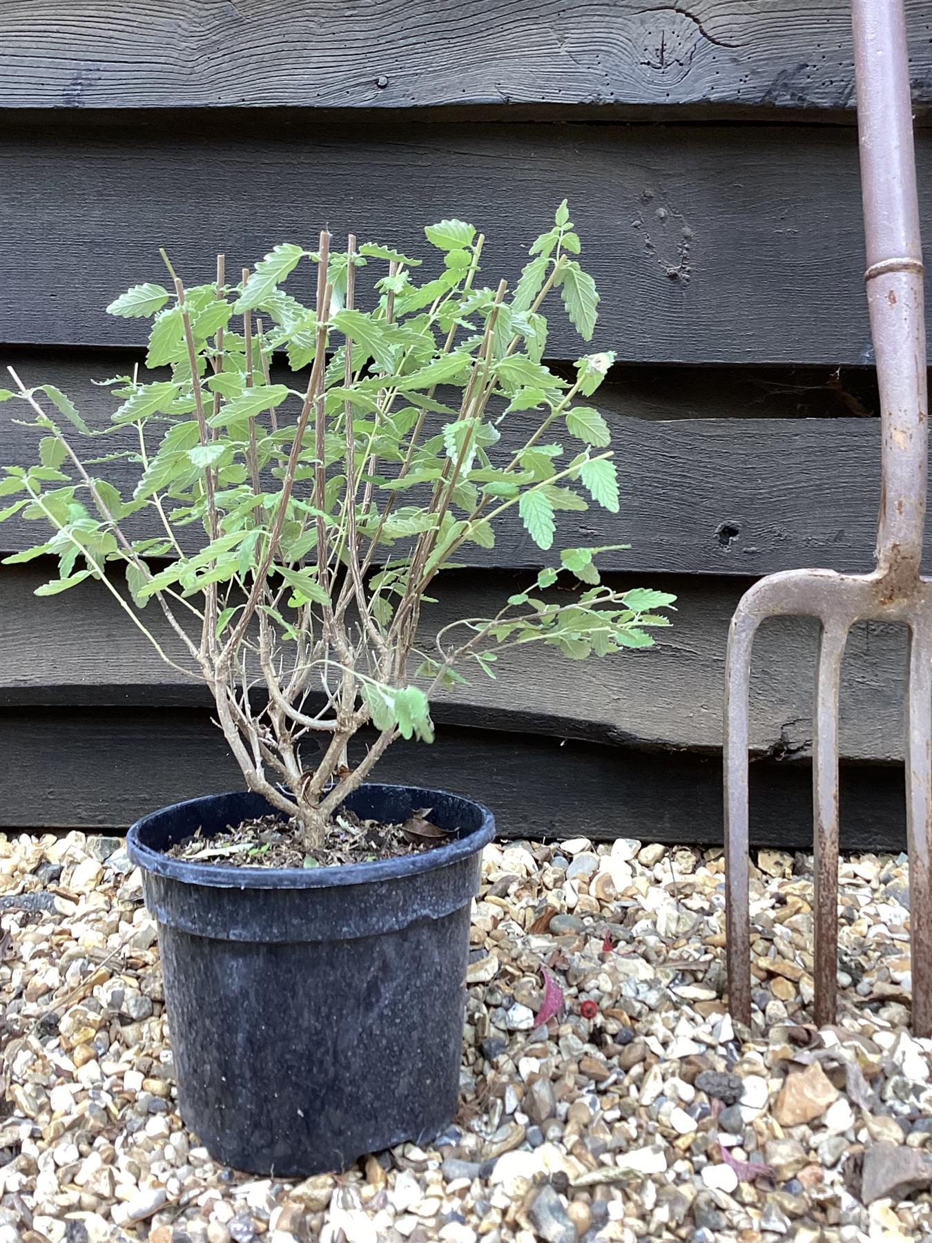 Caryopteris x clandonensis 'Summer Sorbet' | Summer Sorbet 10-20cm - 3lt