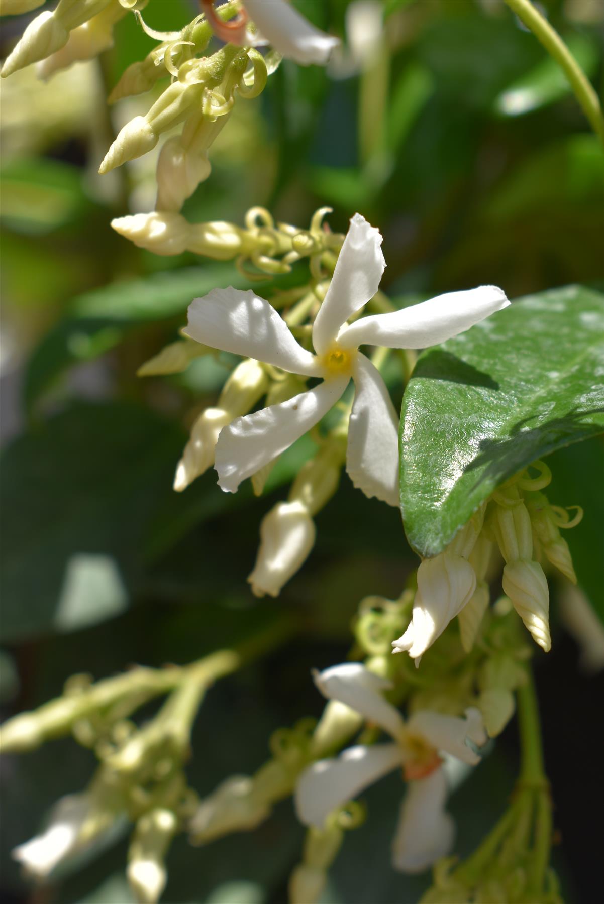 Trachelospermum Jasminoides - 15-25cm - 3lt